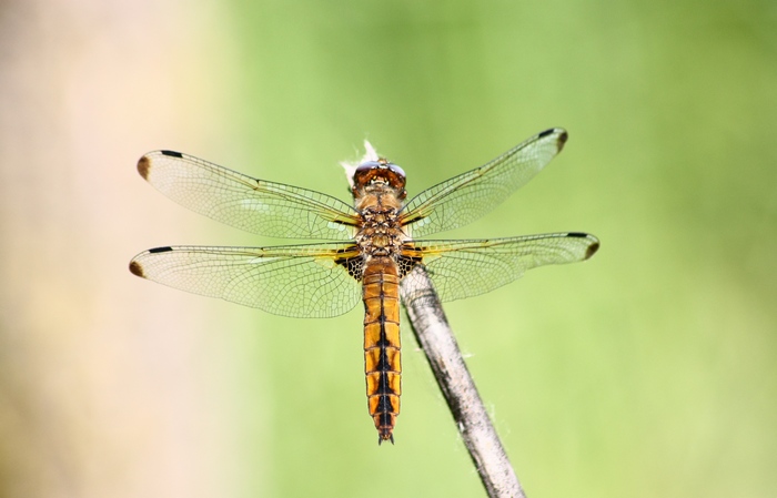 Orthetrum cancellatum??? - No, Libellula fulva